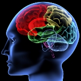 Healthy Aging brain